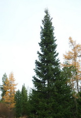 Пихта сибирская