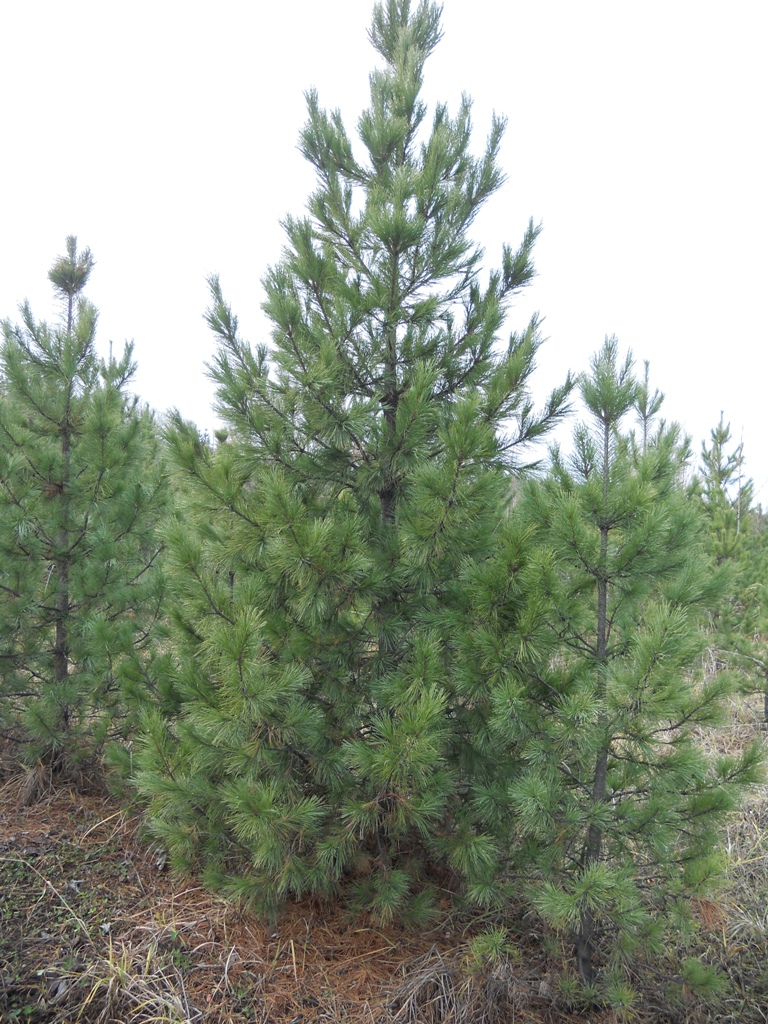 Посадка кедра сибирского