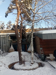 Пересадка деревьев (крупномеров)