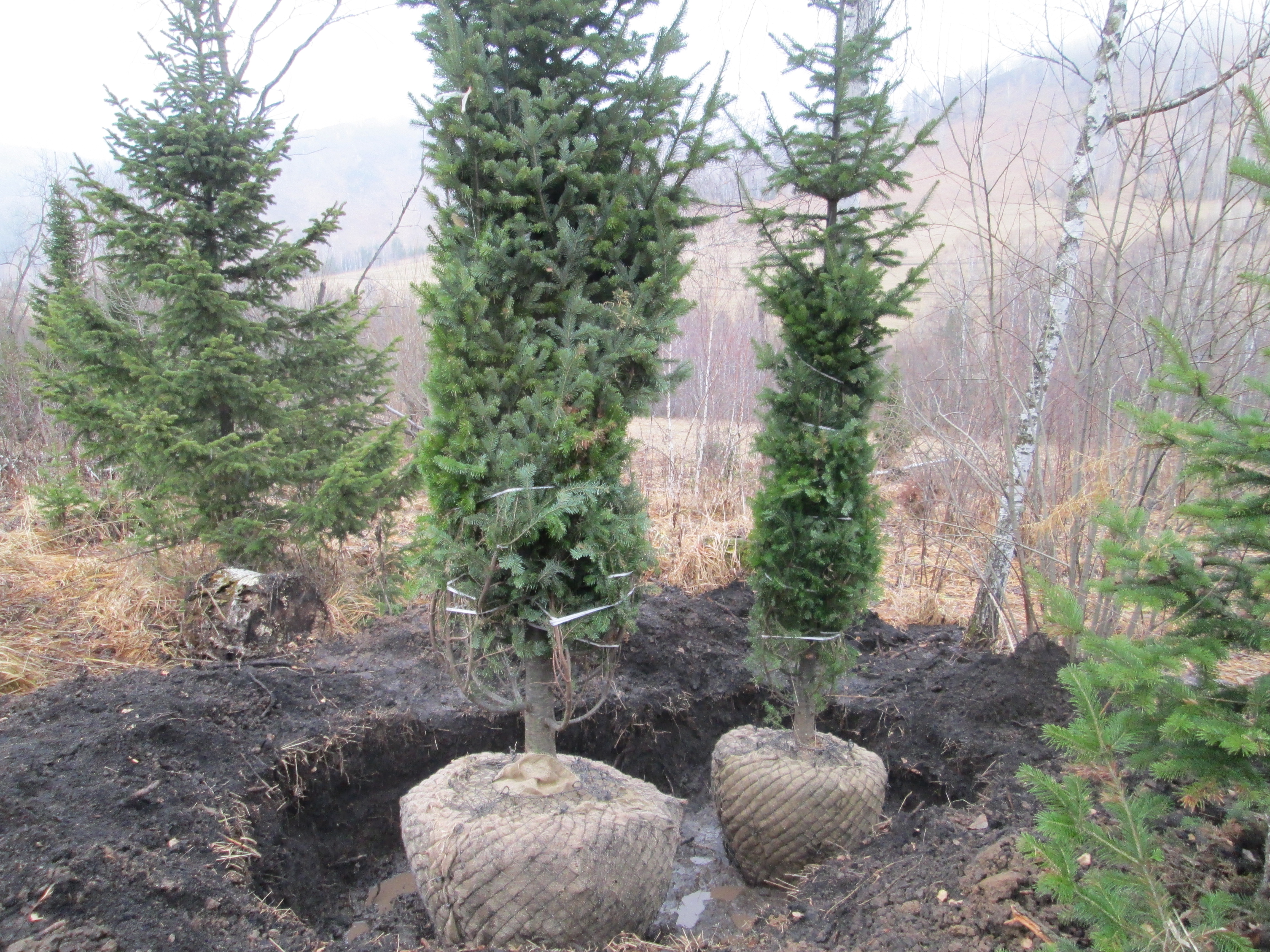 Посадка пихты сибирской