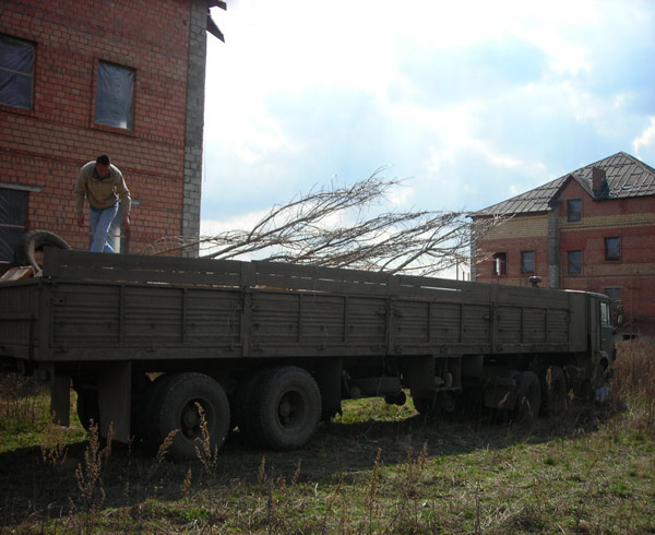 Посадка хвойных деревьев
