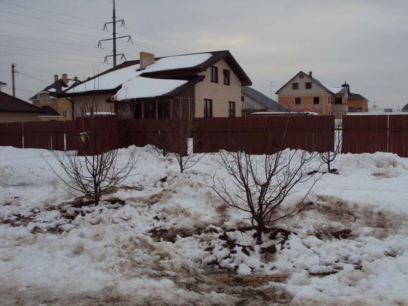 Посадка плодовых деревьев