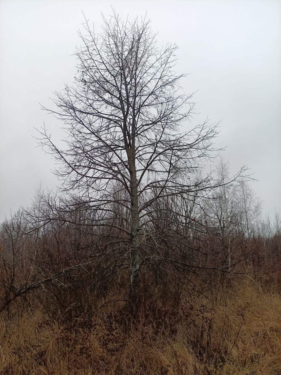 Липа мелколистная