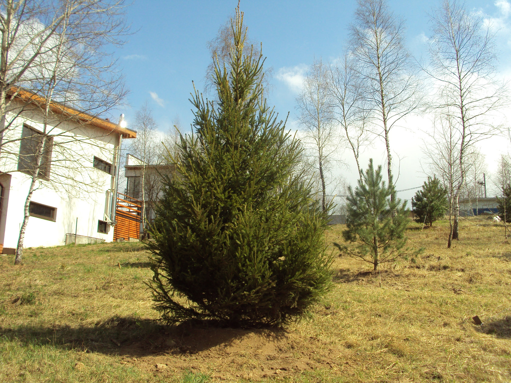 Ель обыкновенная 5-6 м