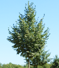 Липа крупнолистная