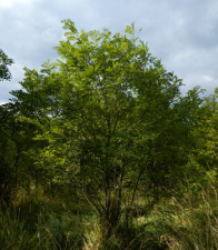 Акация белая