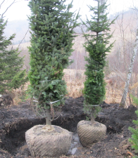 Пихта сибирская