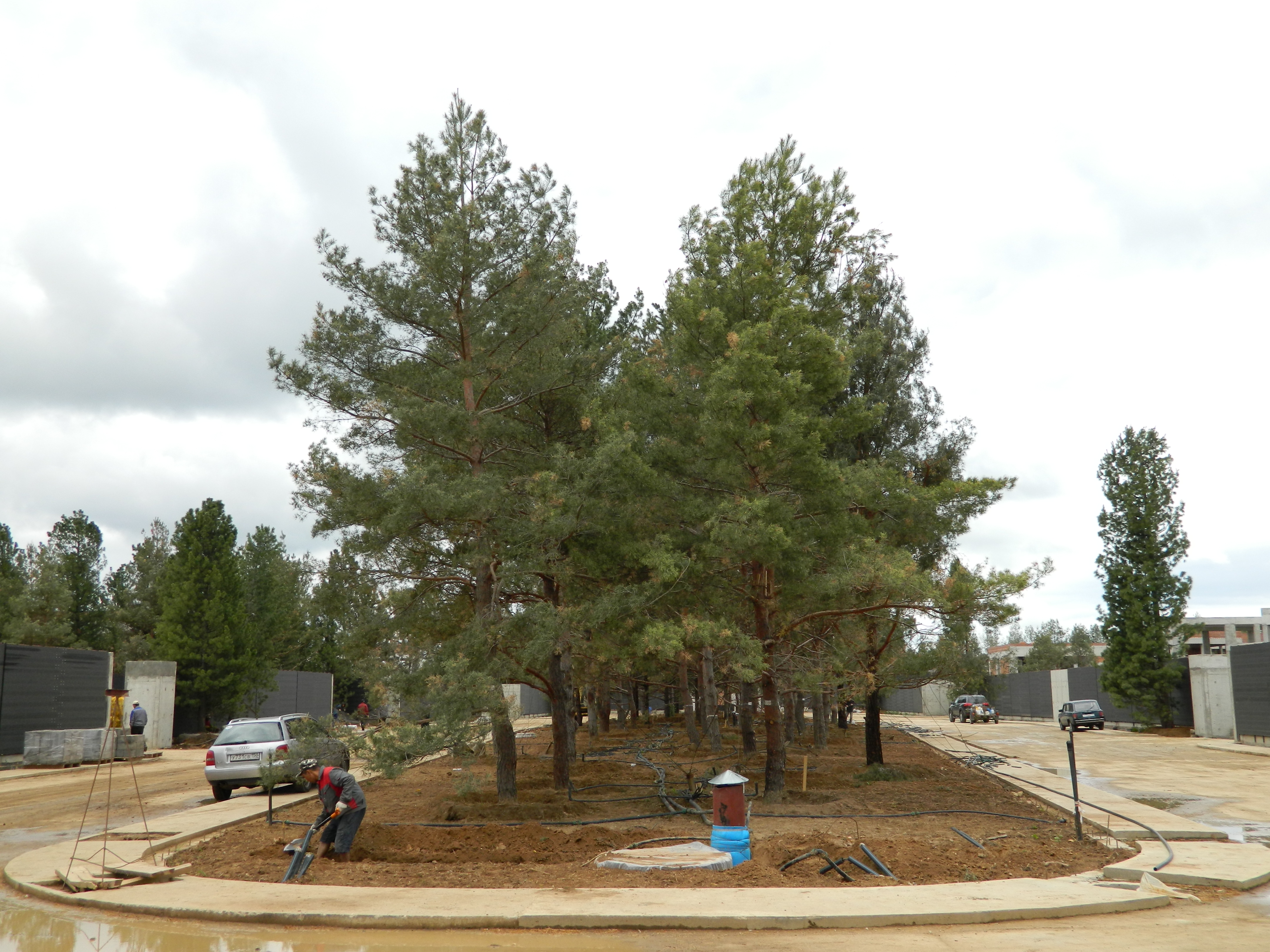 Посадка хвойных крупномеров